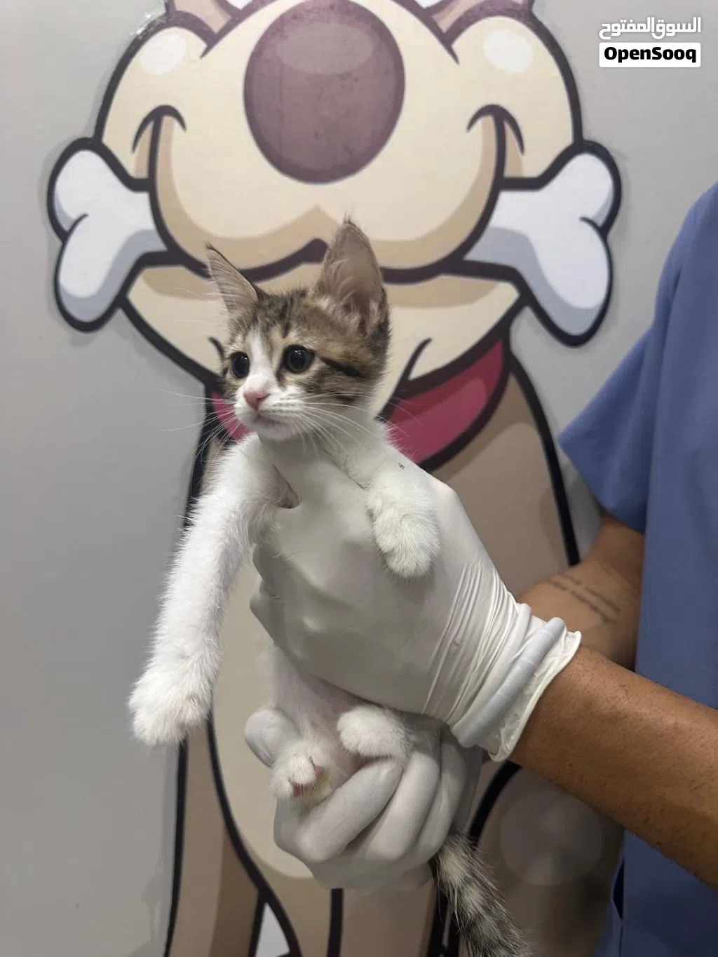 Kittens for adoption
