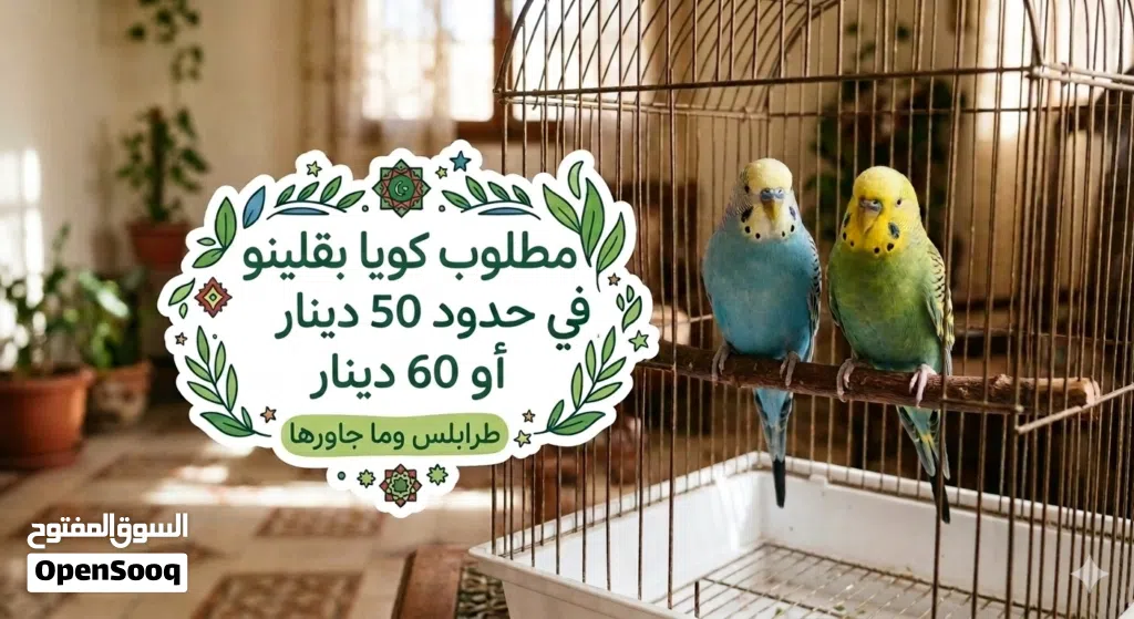 مطلوب كوبيا بقلينو مصوقره للبيع تكون في حدود 50 دينار أو 60 دينار