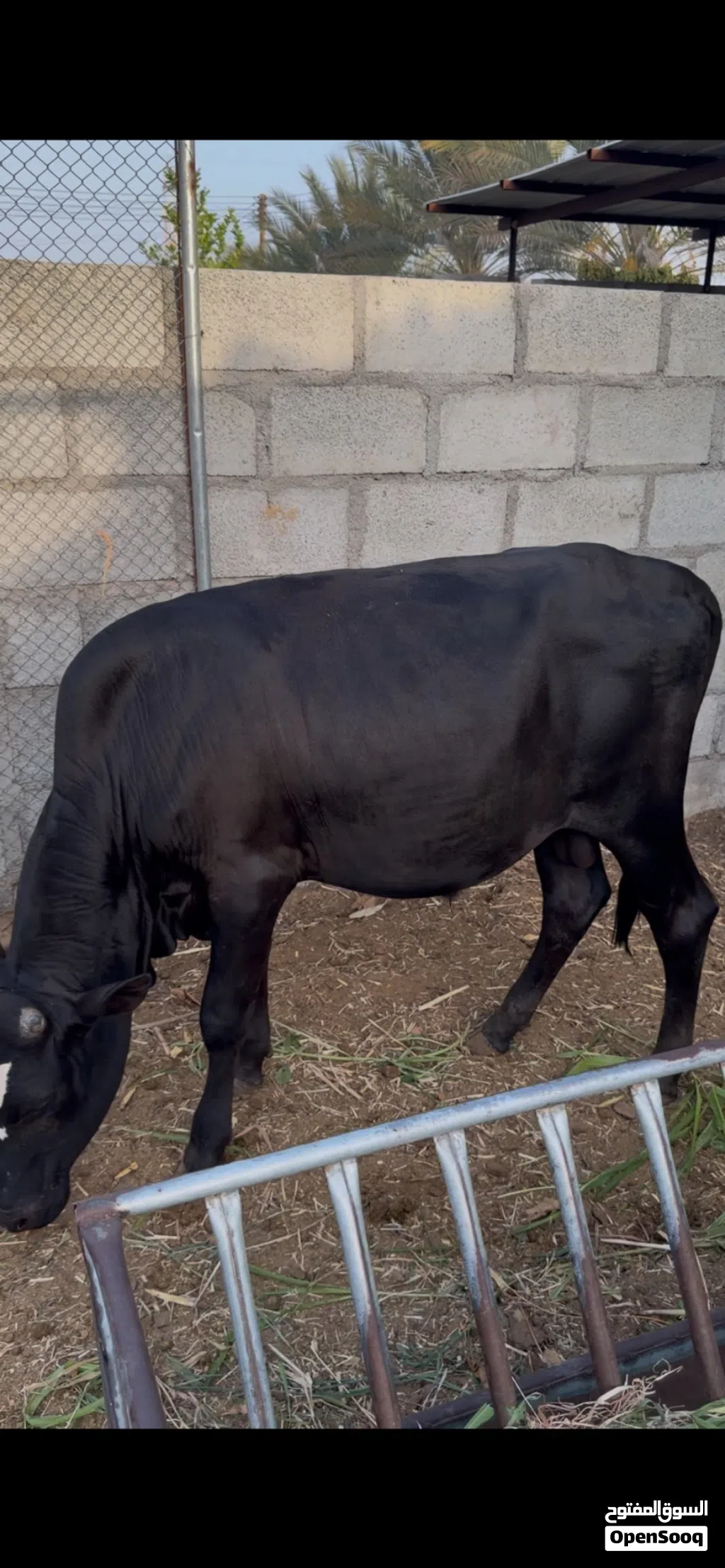 عجل ظفاري