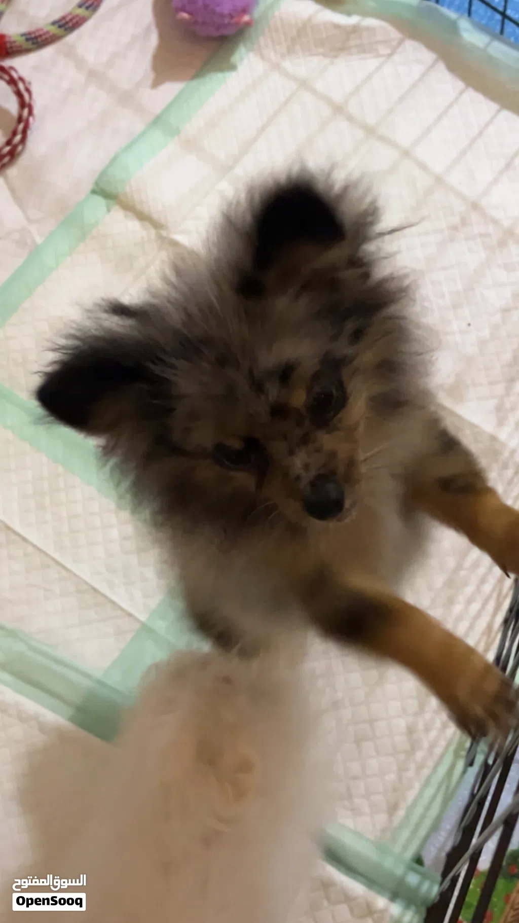 بومرنين و بيشون فريز Pomeranian and Bichon Frise puppies 4month 2month