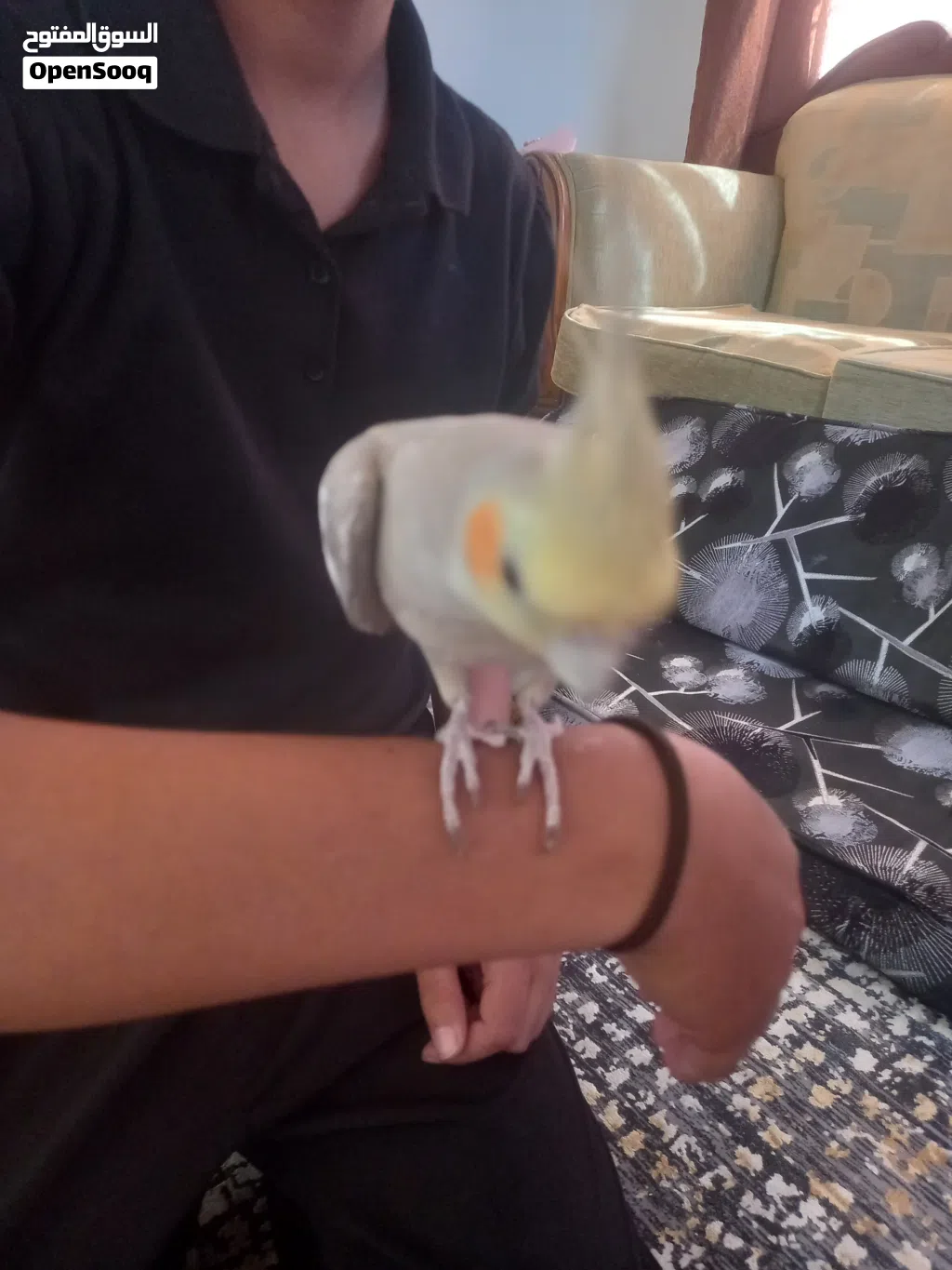 عصفور كوكتيل