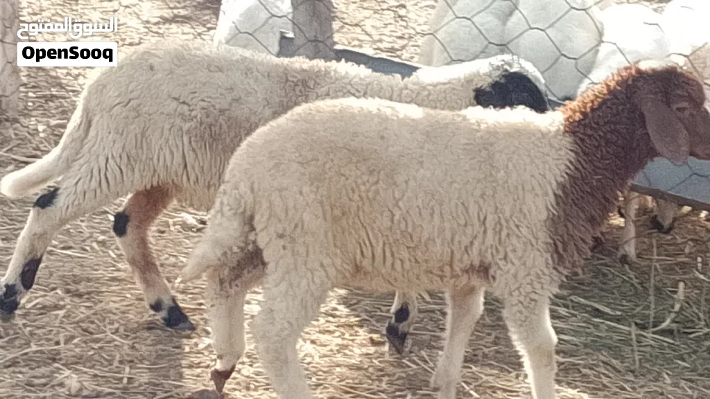 خروف وفطيمه وطنيات تبارك الله العمر شهرين ونص