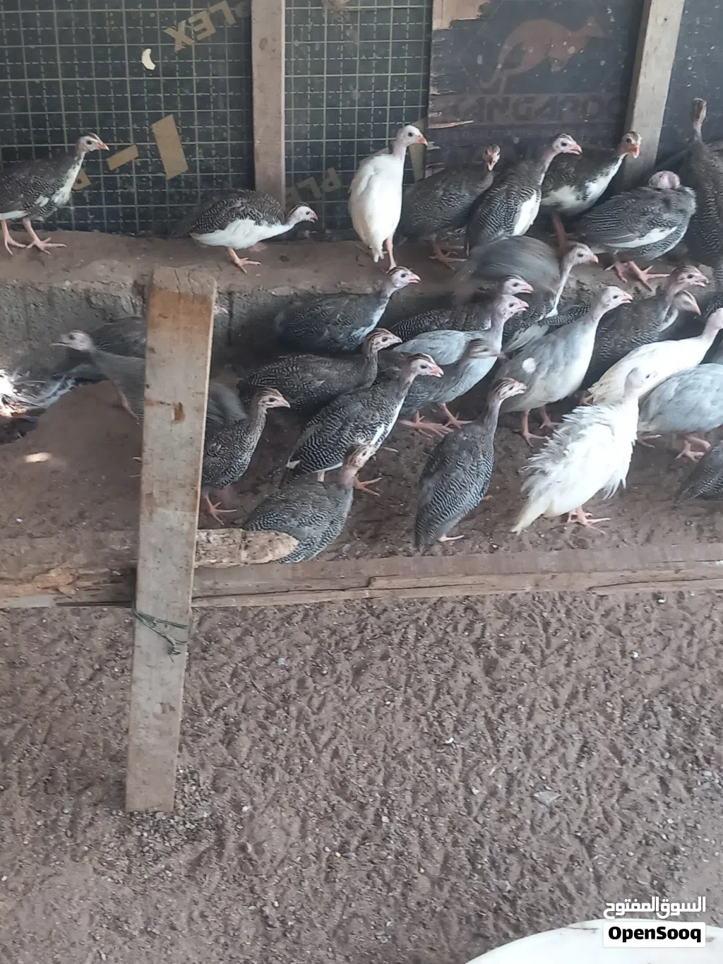 دجاج حبشي حبشي