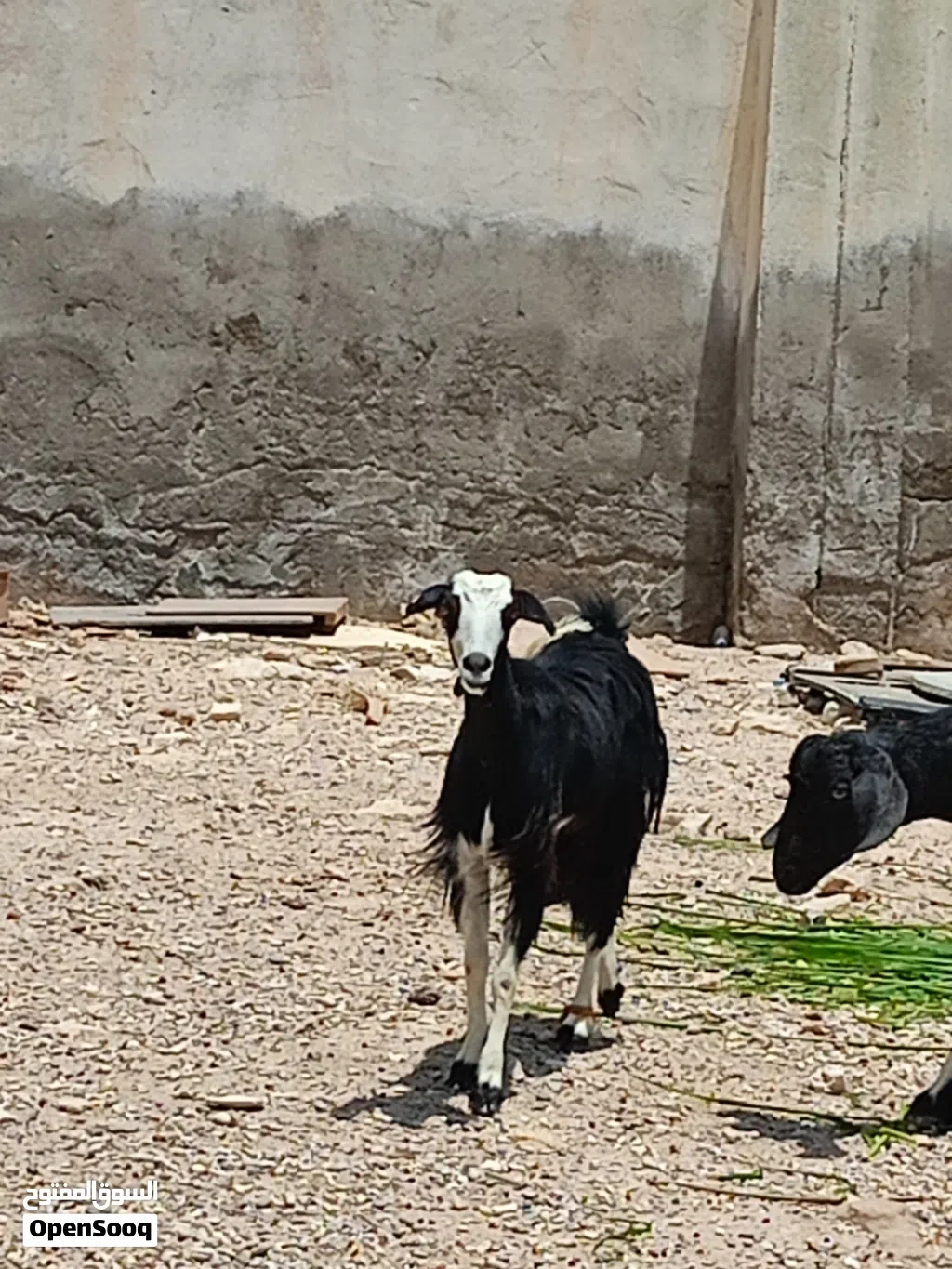ماعز عماني