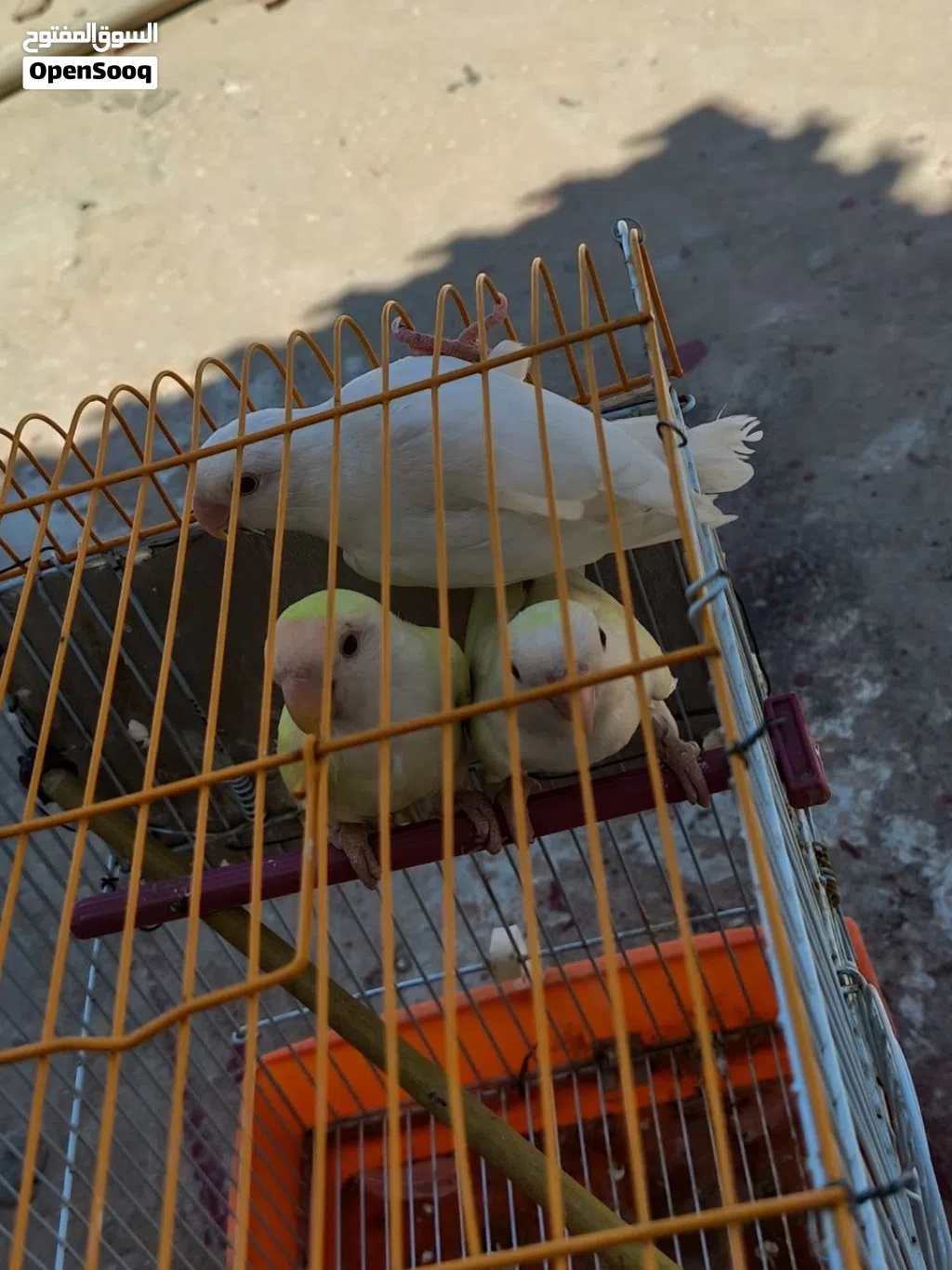 3 طروف بركاديلو روز