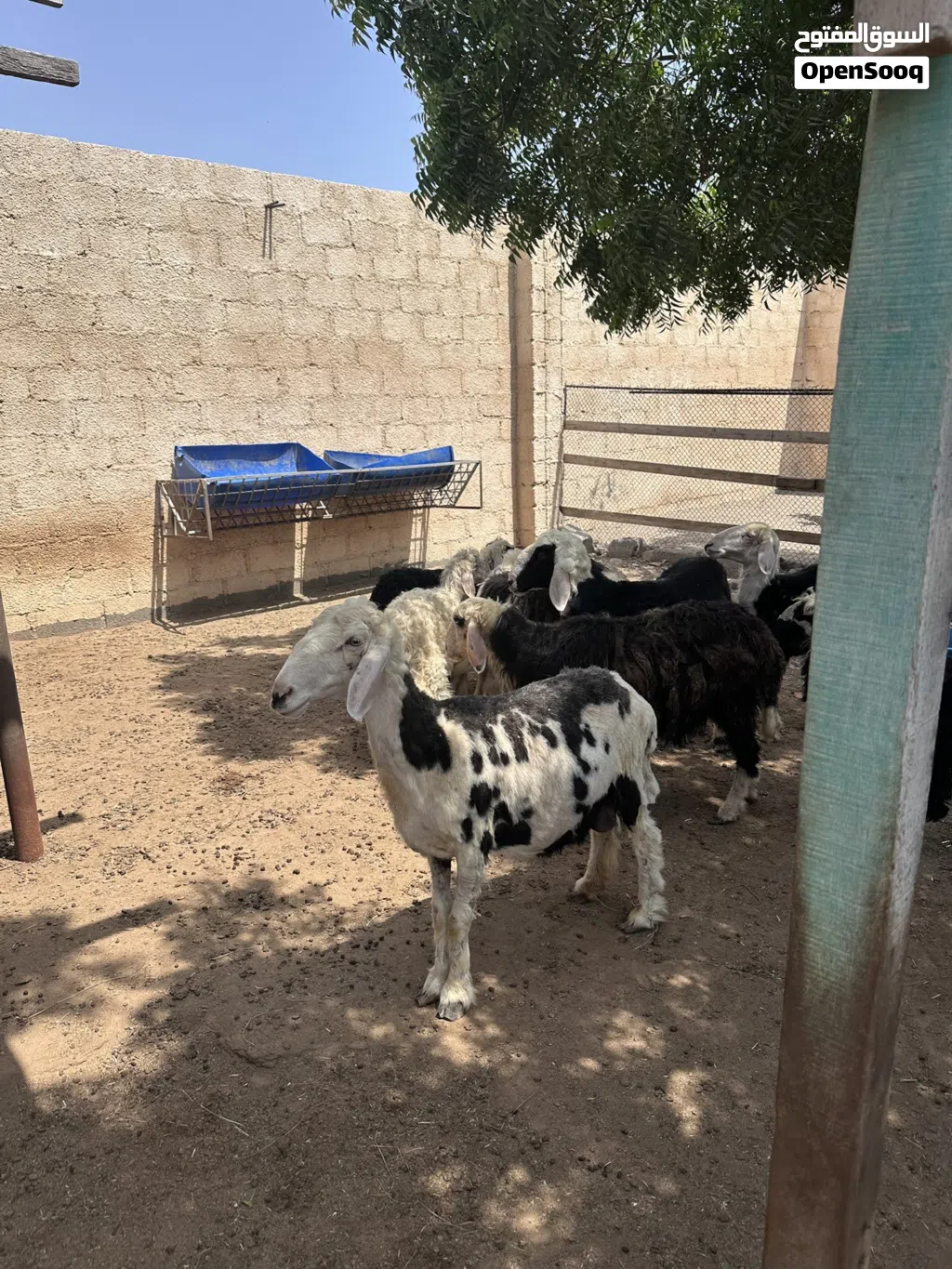 جاعده هندية