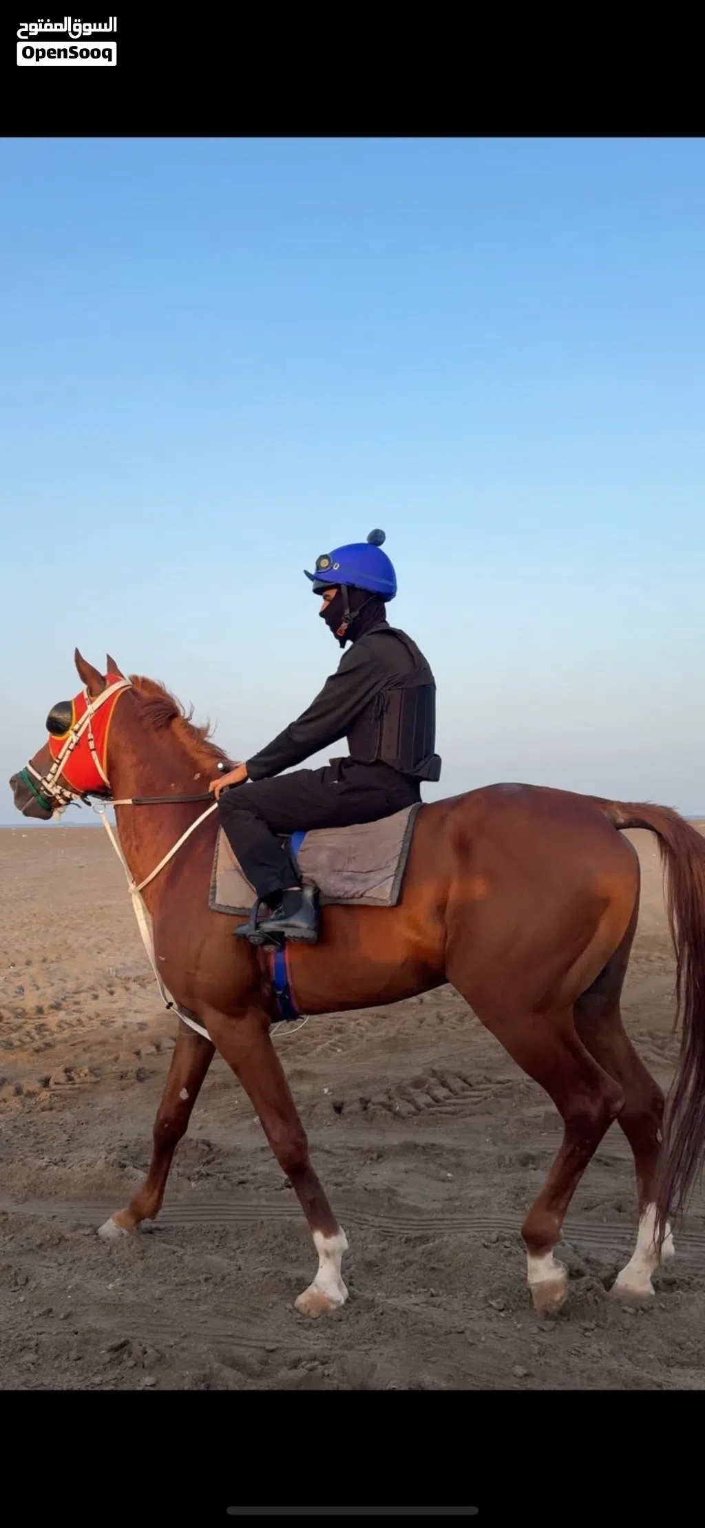 ايواء خيول