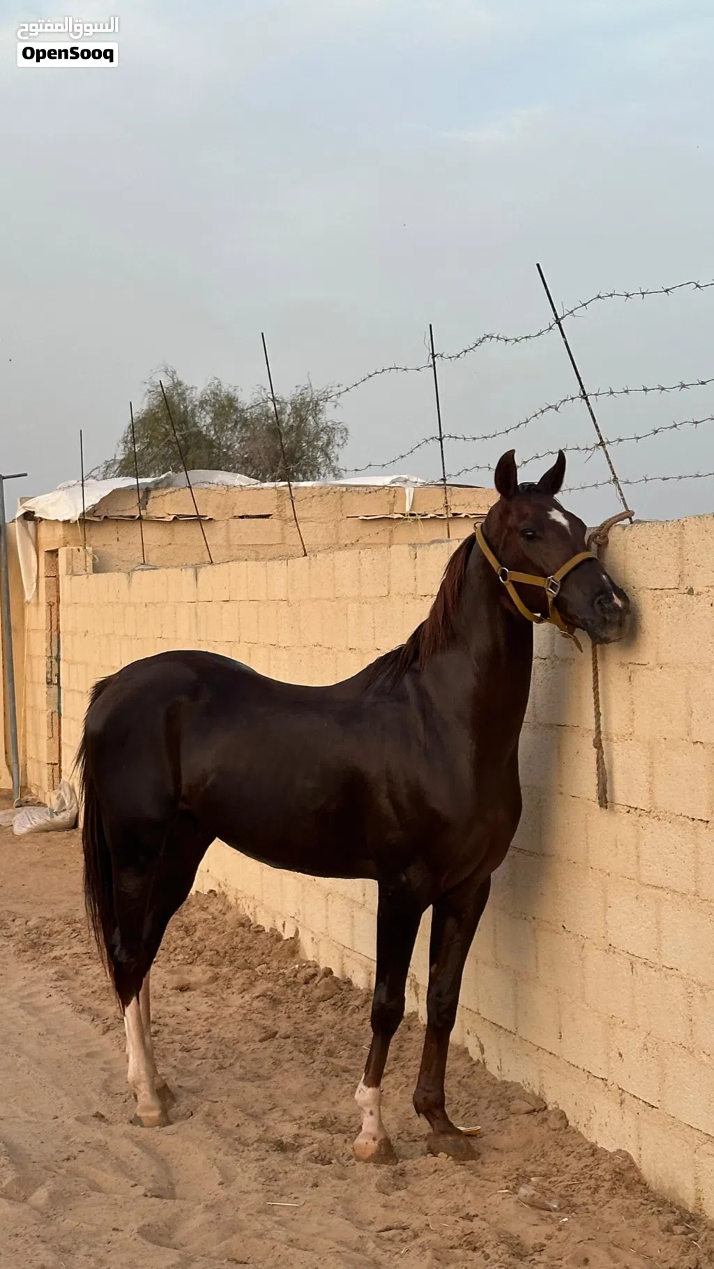 حصان عربي للبيع