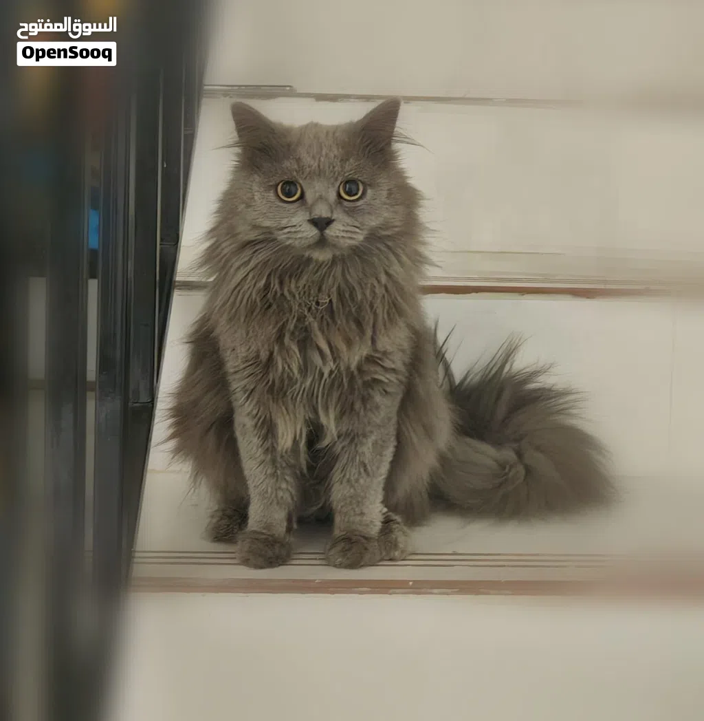 سكوتش برتش للتزاوج فقط