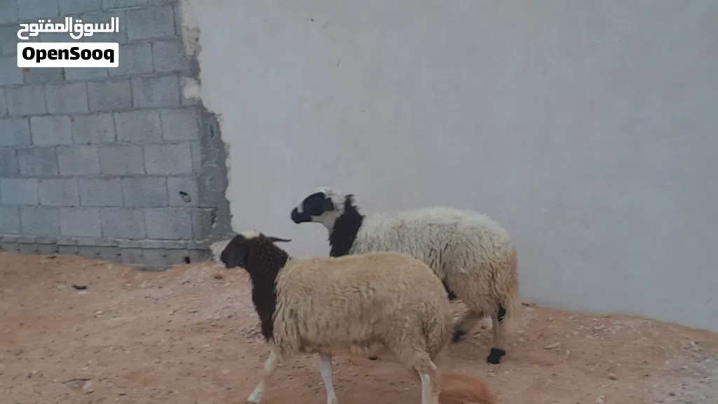 2فطايم وطنيات مشالله سلاله تبارك الله لبيربي عمرهم ف7شهور سليمات من العيوب..
