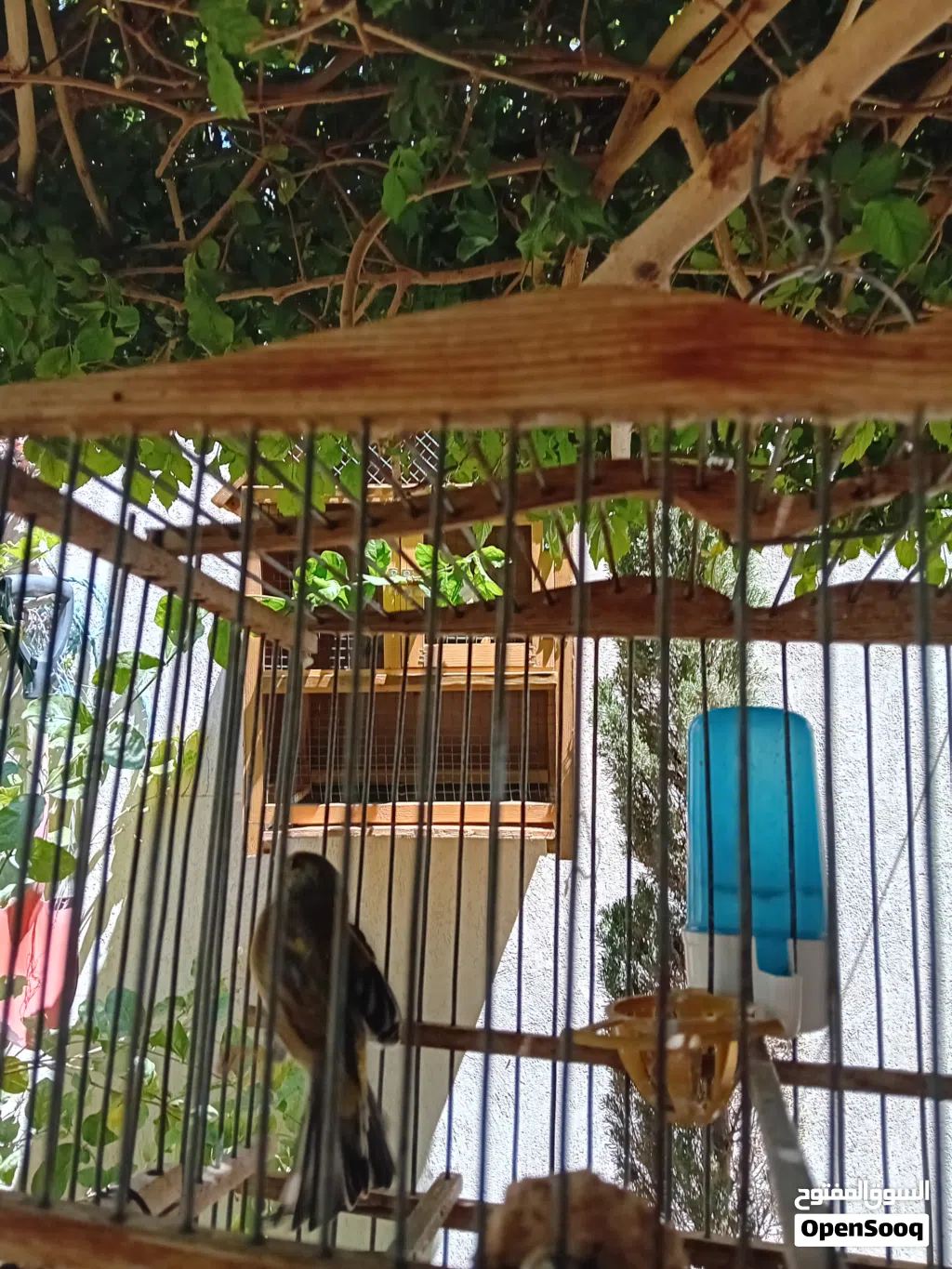 عصفور جغل للبيع