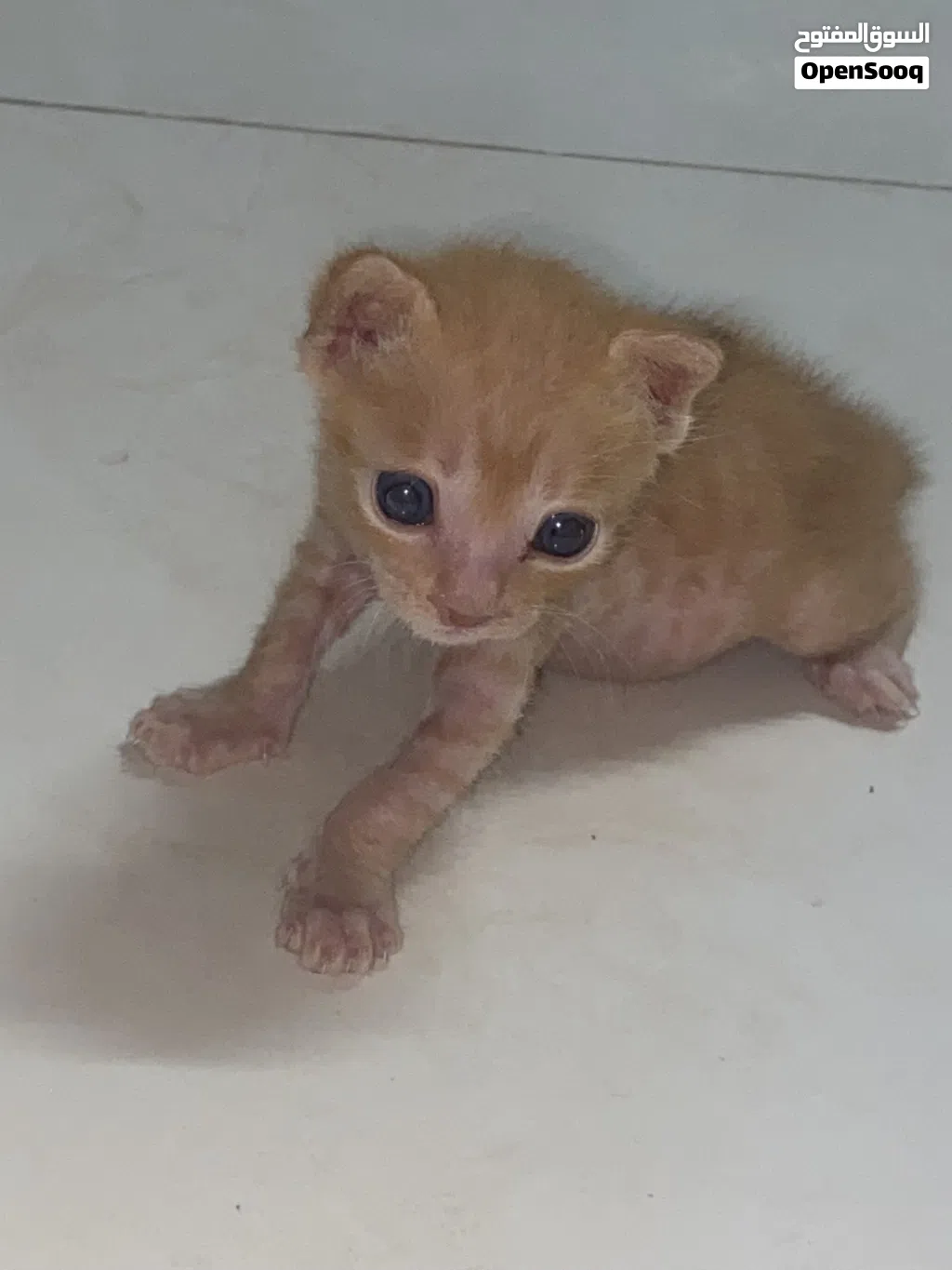 cat for free