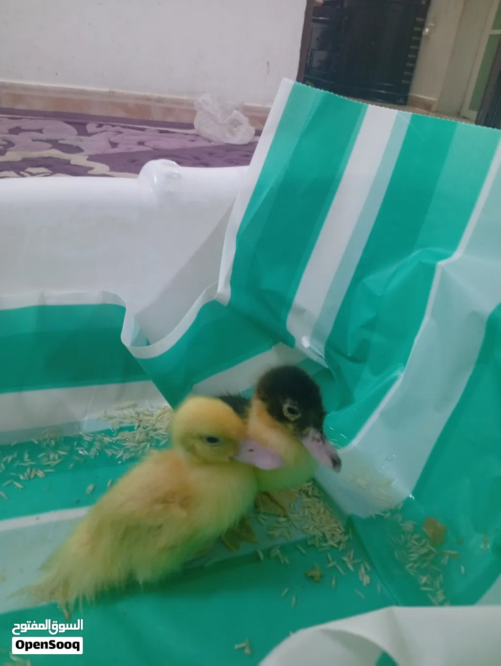 حمام العدد2 بط لعدد22للبيع