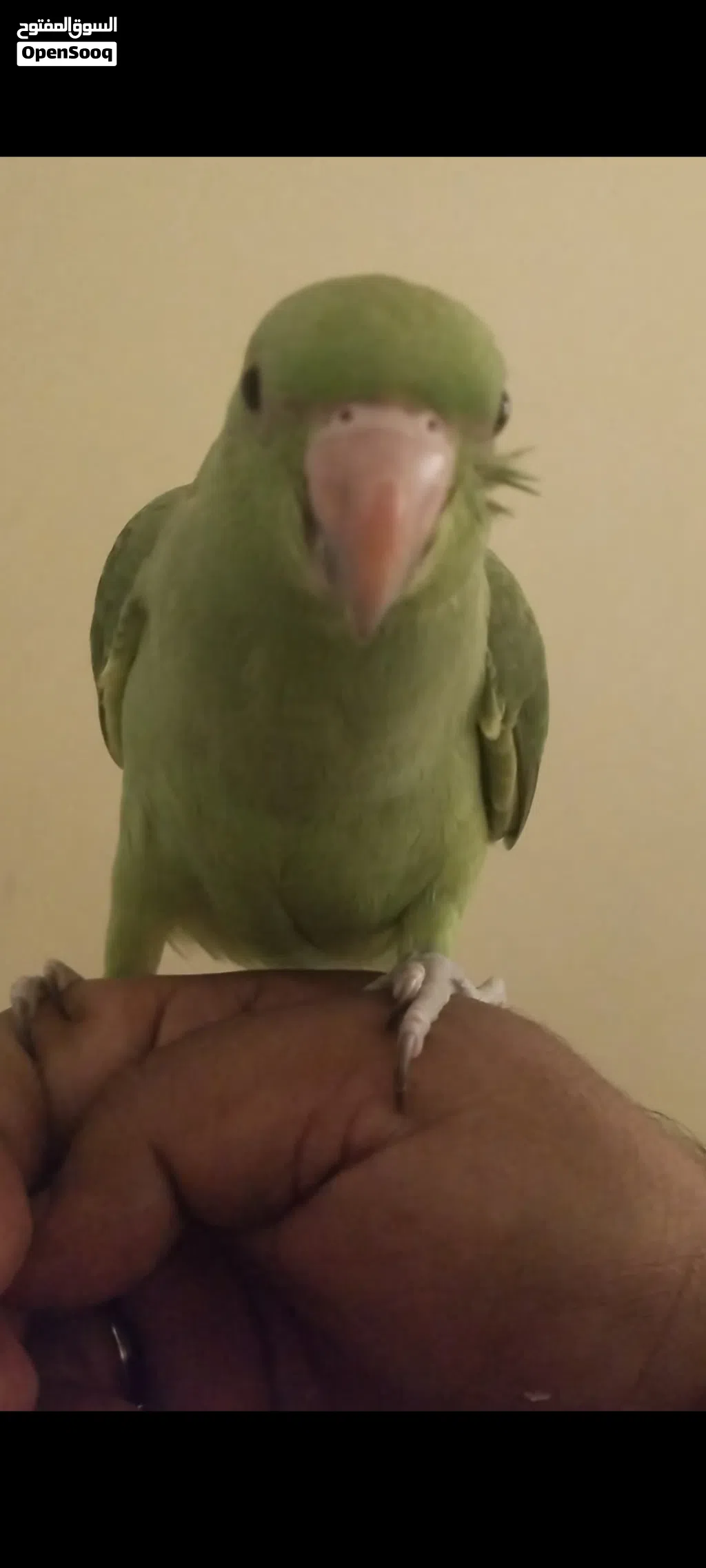 Indian ring neck parrot baby