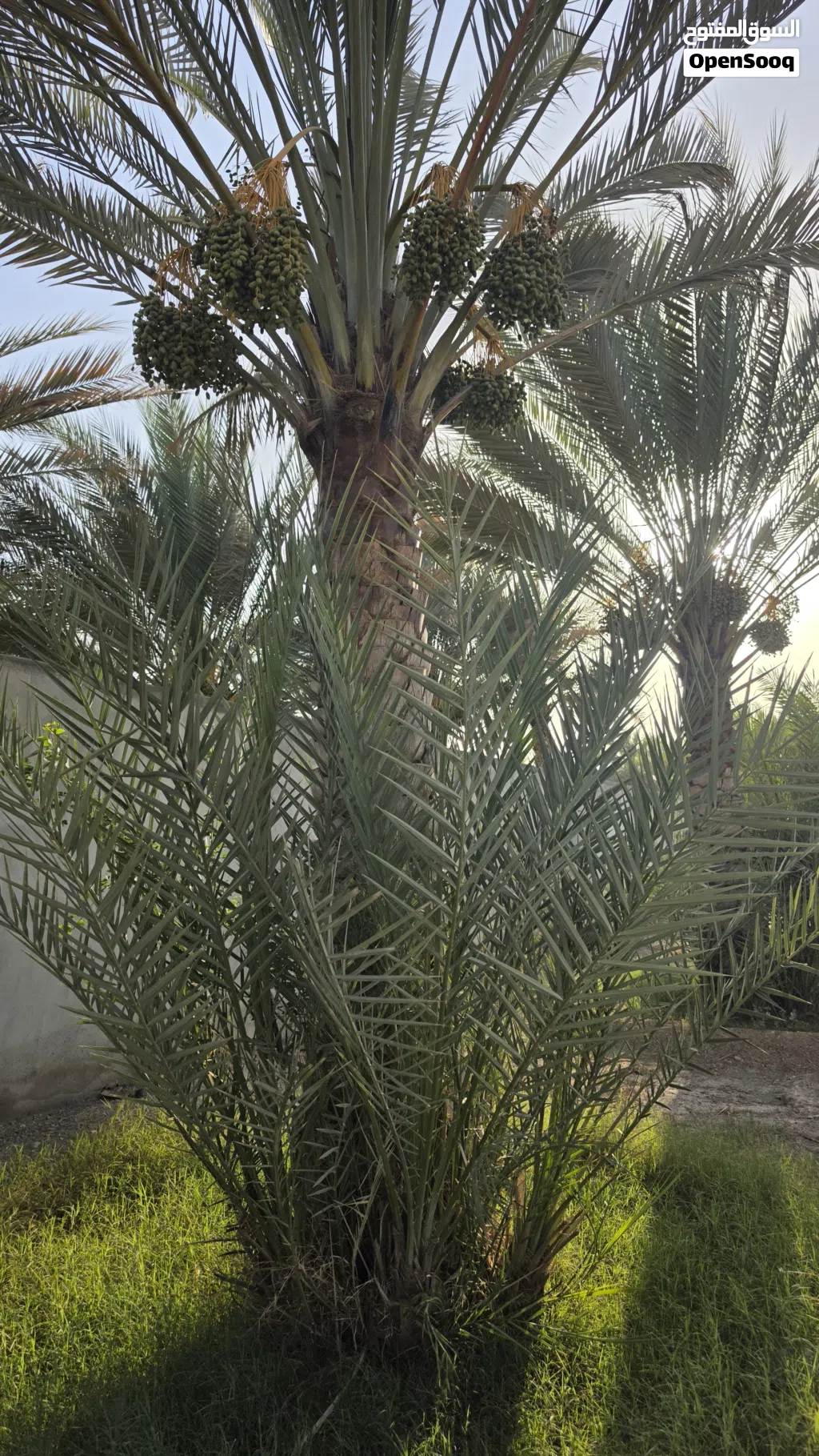 نخيل (فرض) للبيع