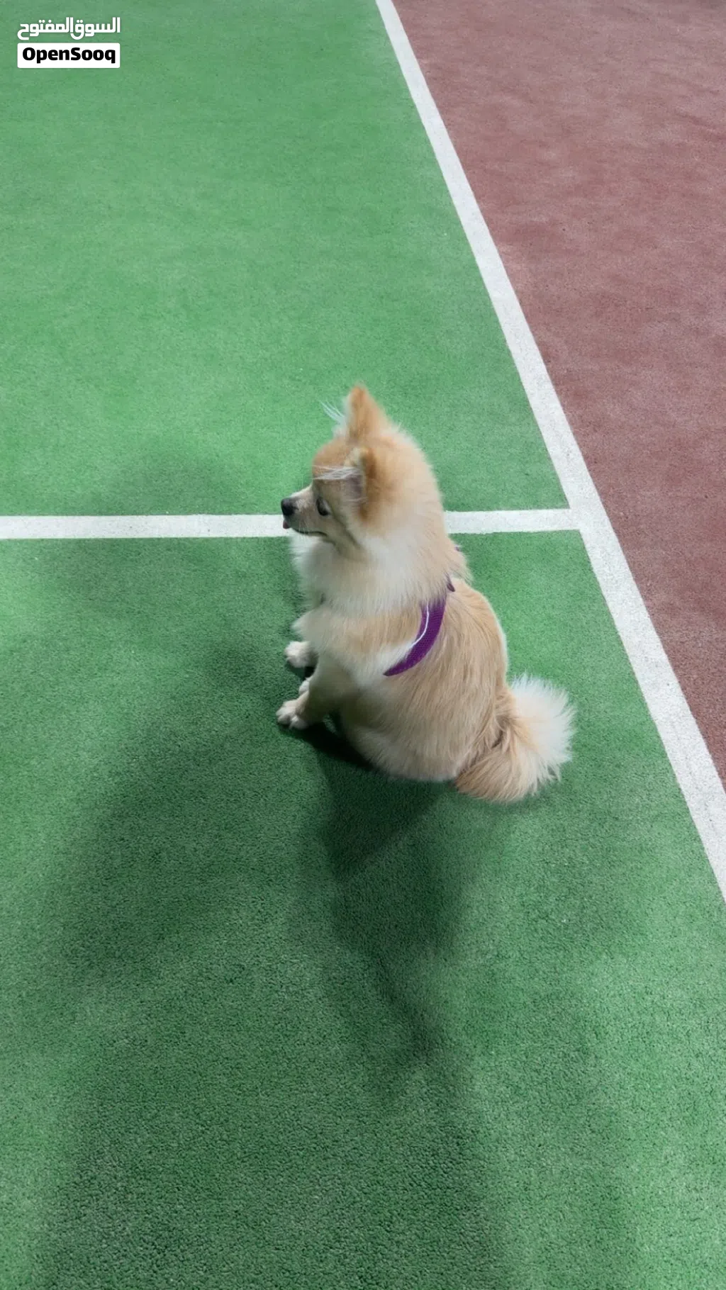 Pomeneranian 5 months vaccinated