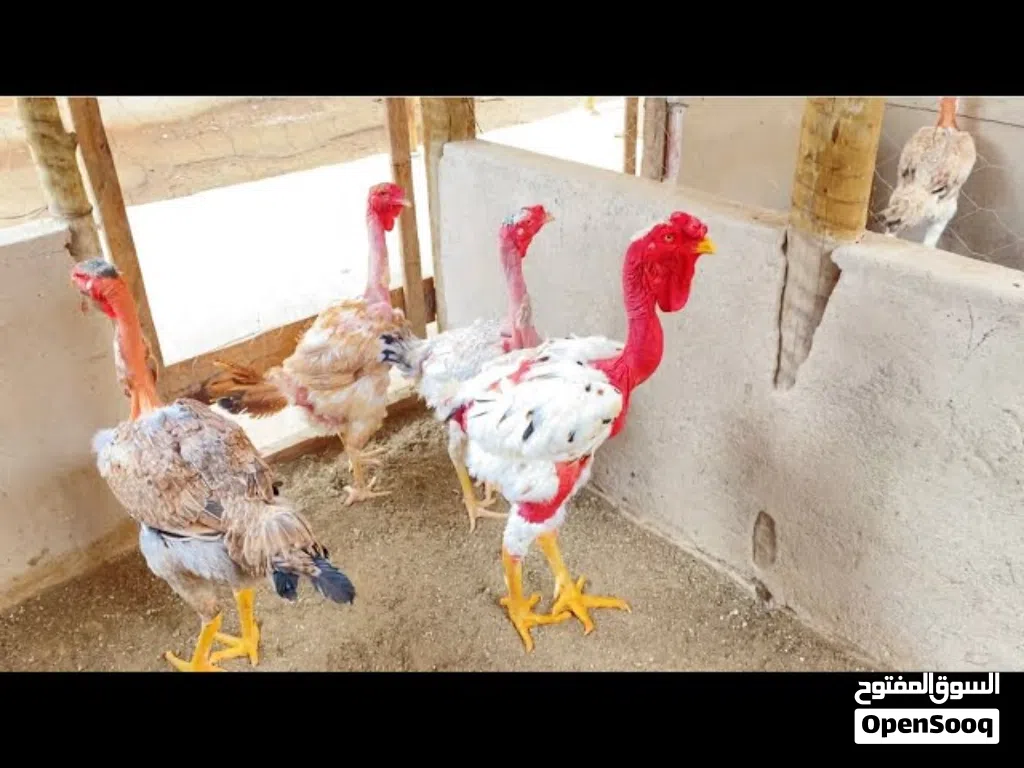 مطلوب دجاج إينديو جيغانتي (Índio Gigante) البرازيلي العملاق