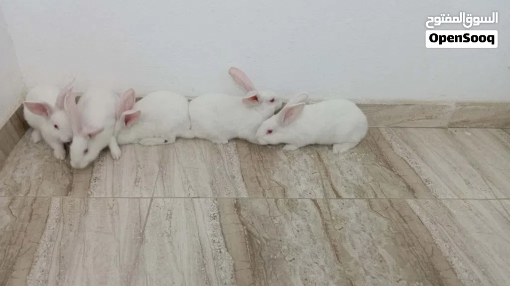 ارانب للبيع
