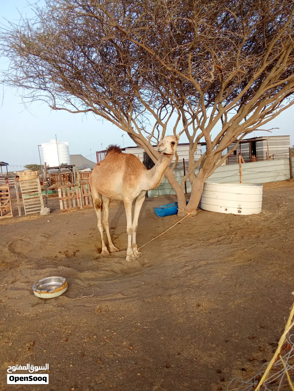 بكره عمانيه