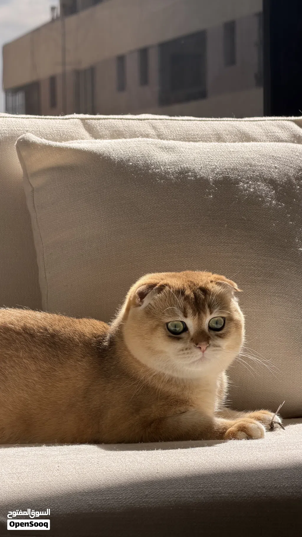 سكوتش فولد مستوى ممتاز