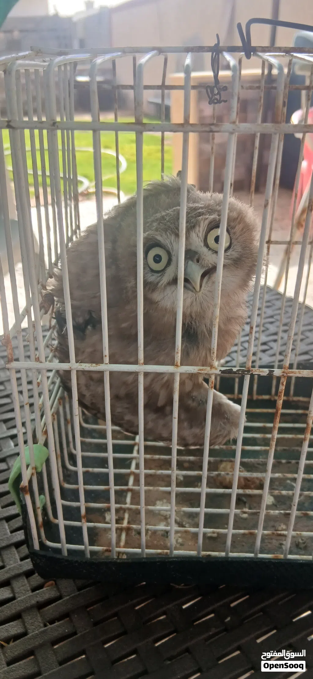 بومه صغيره