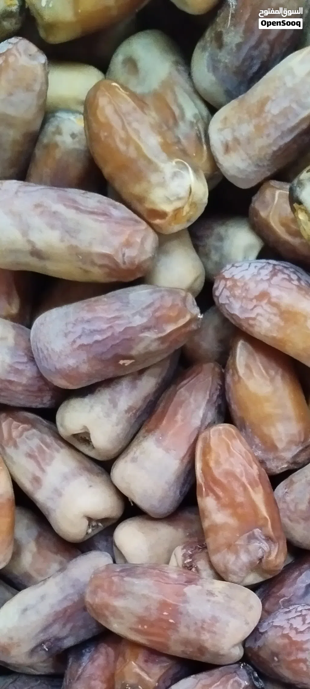 تمر نغال جديد