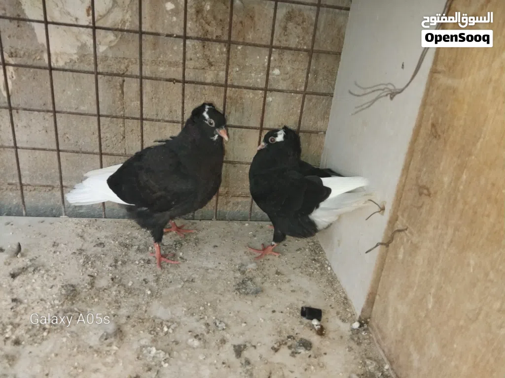 فرخين تكالجة اسود