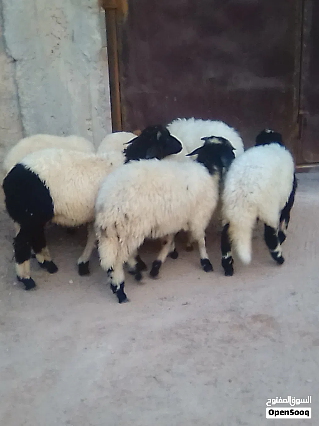 5 فطايم و 2 خرفان