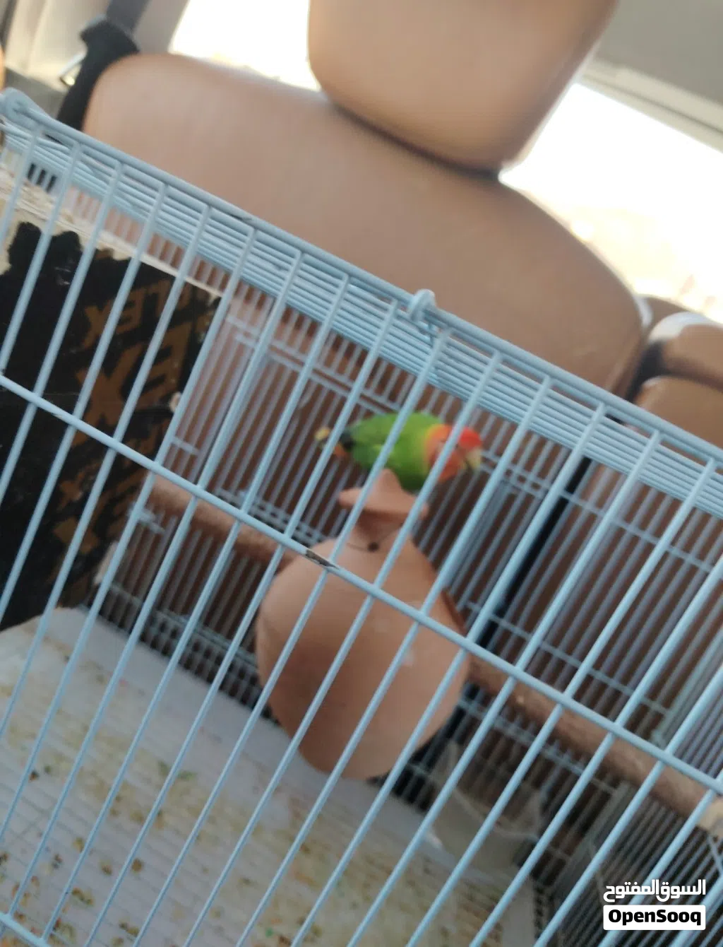 ببغاء روز أليف للبيع فقط