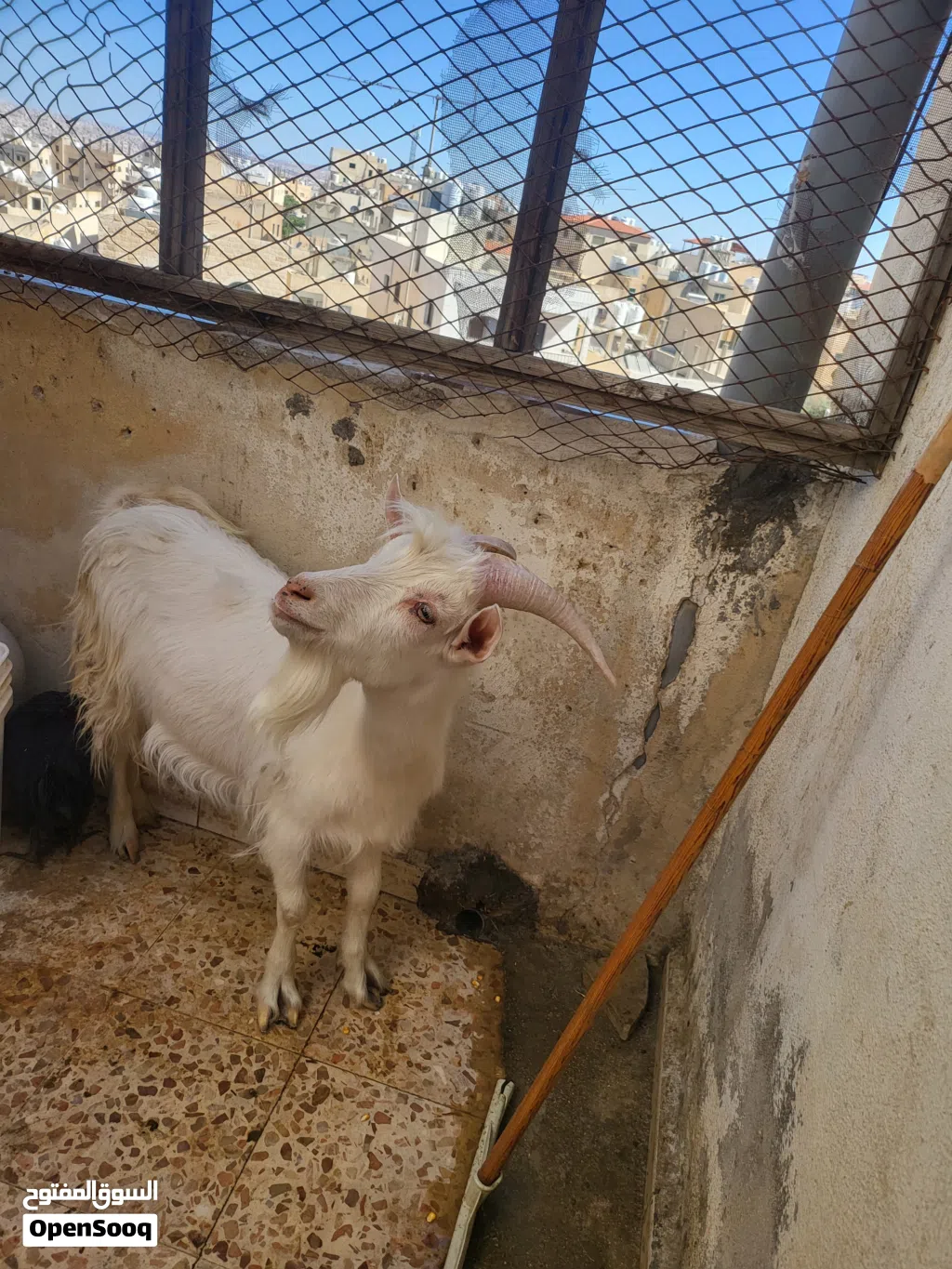 تيس سلالة سويسري (فحل هداد)