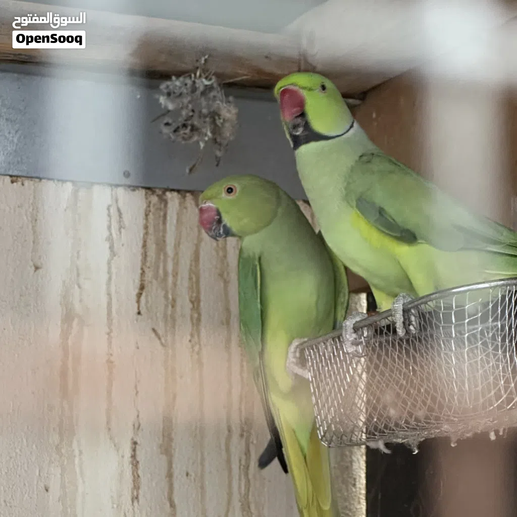 زوج ببغاء دره الاخضر الحجم الجامبو