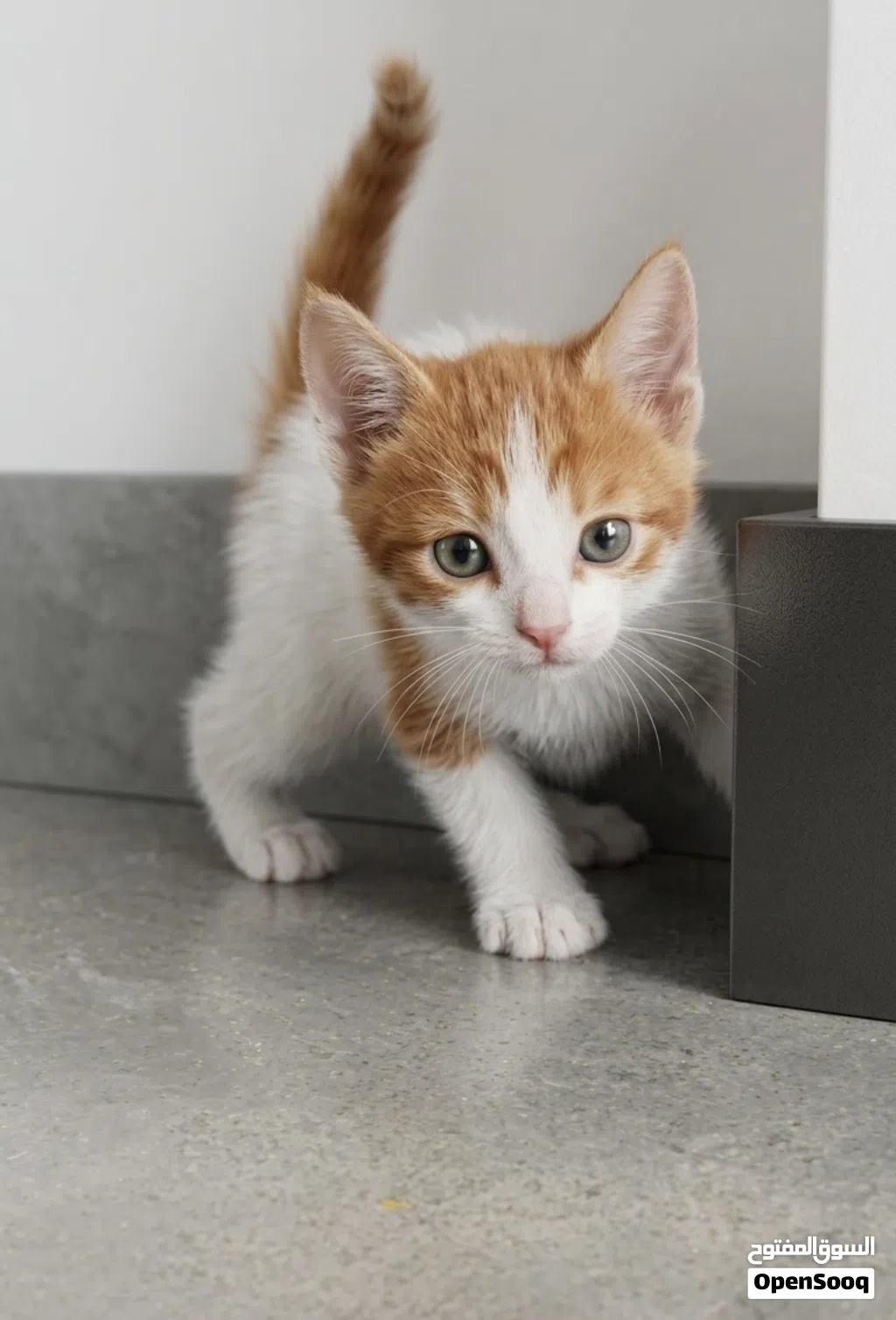 British longhair kitten