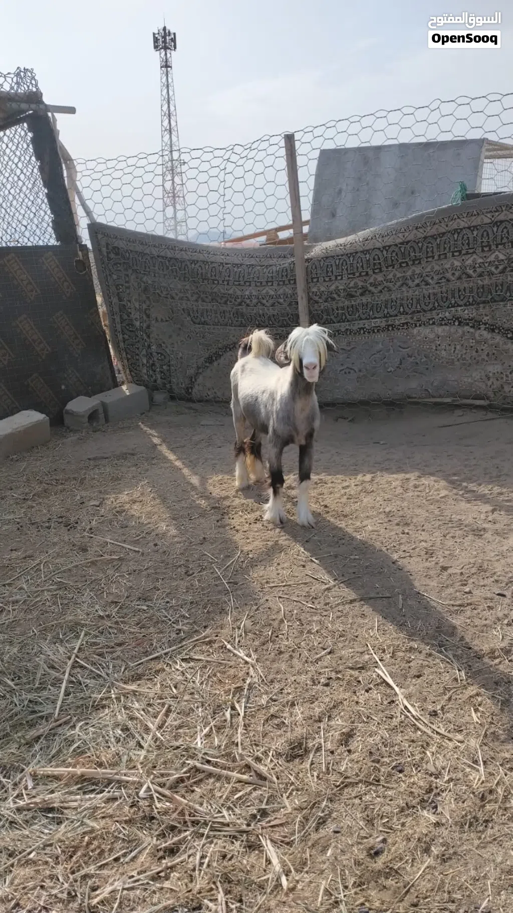 حلال طيب ونظيف