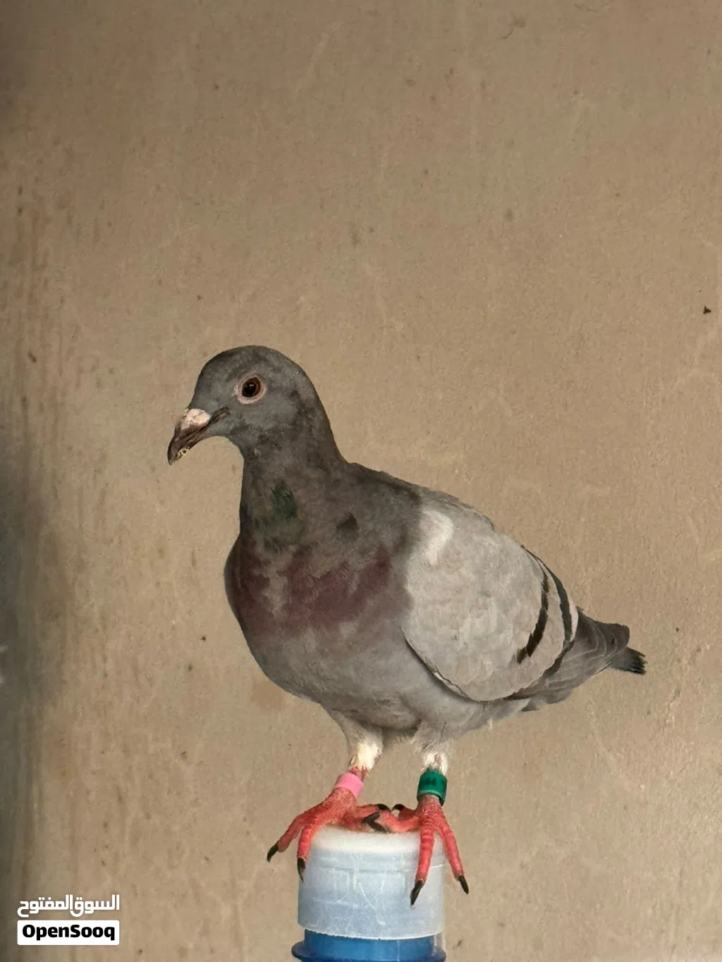 حمام زاجل زواجل ذكور