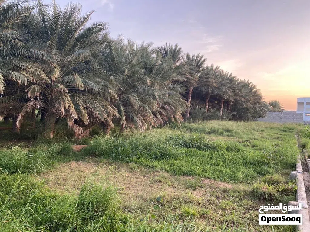 مزرعه للبيع خلف معسكر الجيش