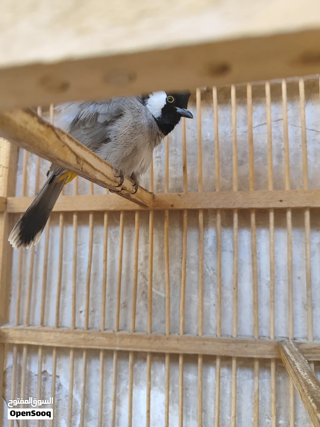 بلبل ربه للبيع