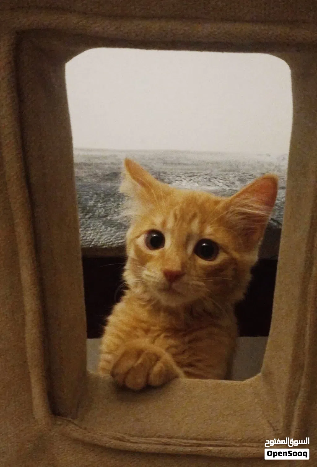 trained and vaccinated cat