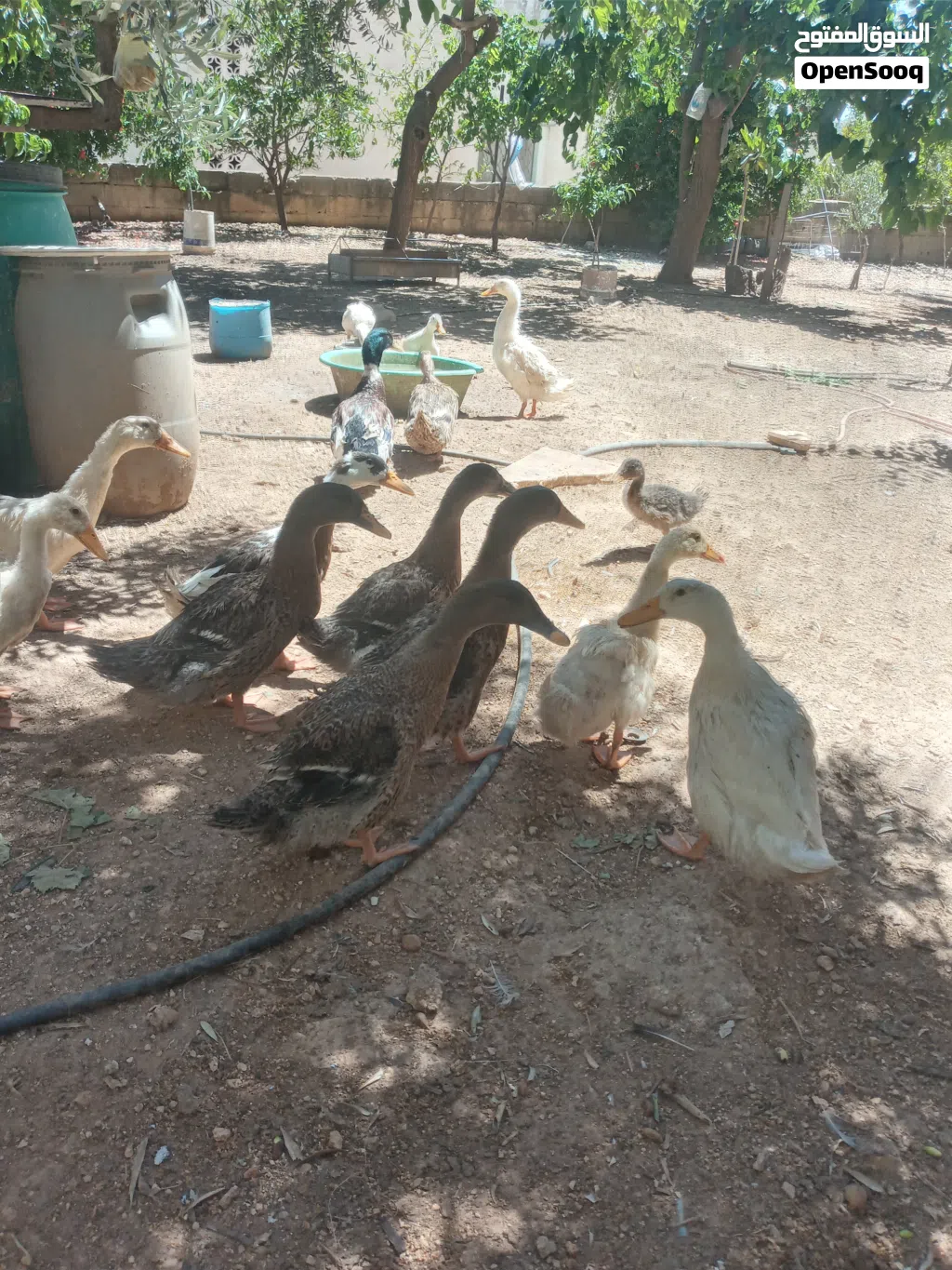 بط بصحه جيده للبيع ع وجه بيض السعر للحبه 5 دينار نهائي