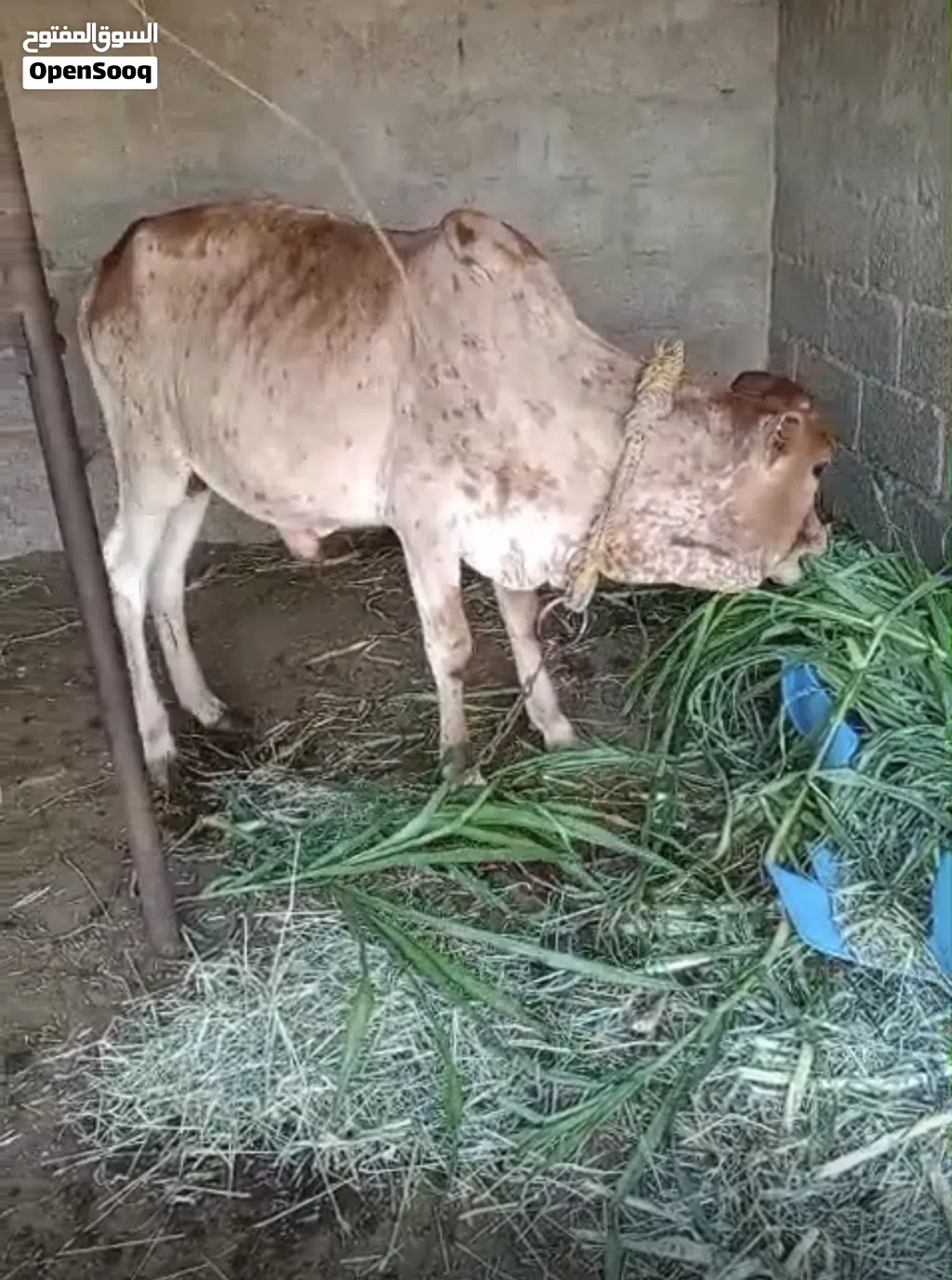 ثور مطعوم للبيع