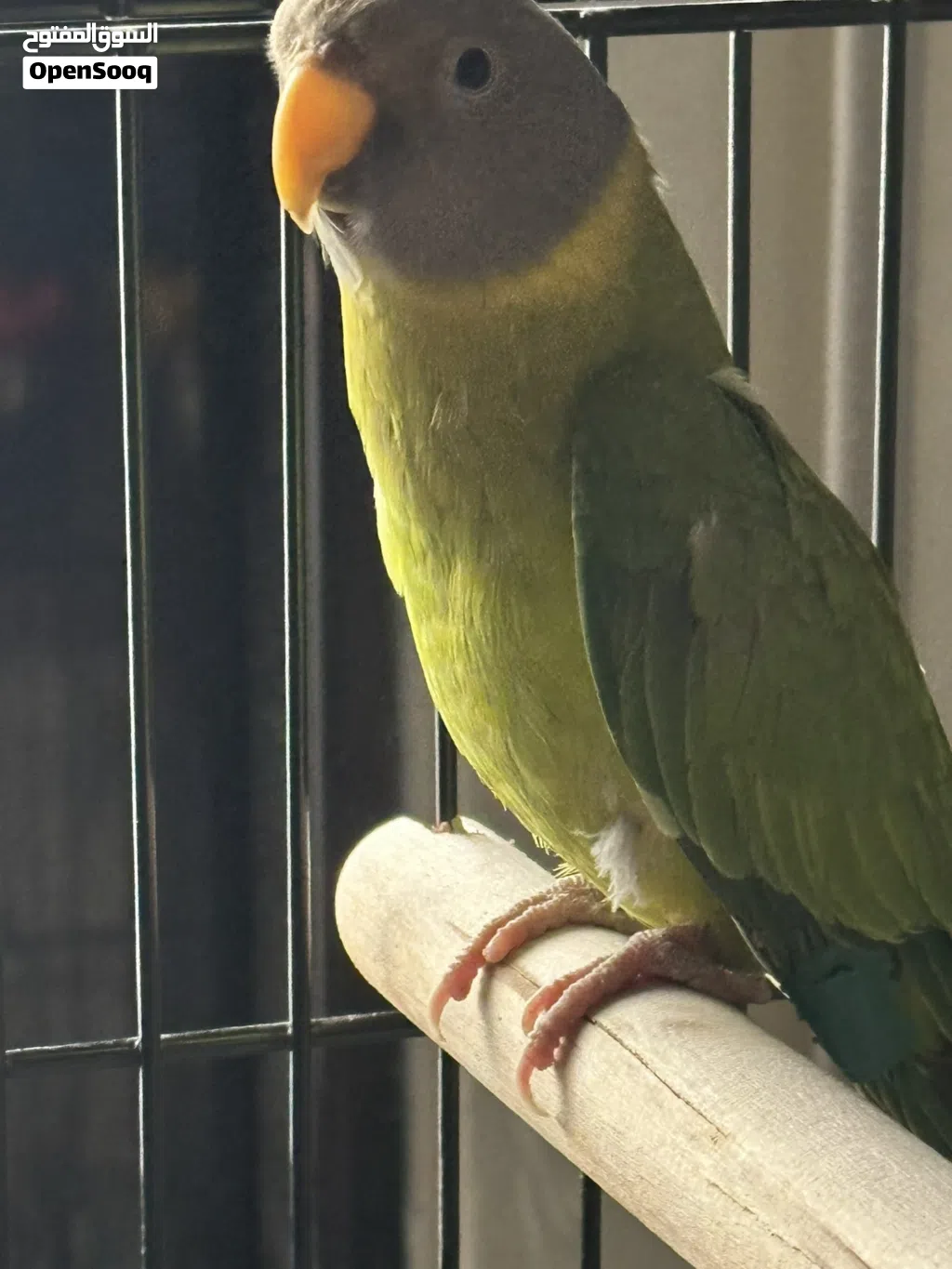 ببغاء الرأس البرقوقي plum headed parakeet اليف صغير بالعمر هادي غير مزعج مع قفص كوكتيل
