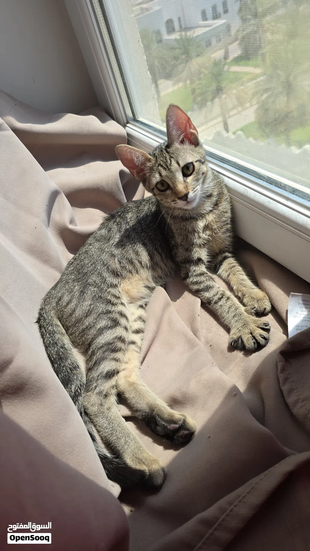2~3 months old kitten