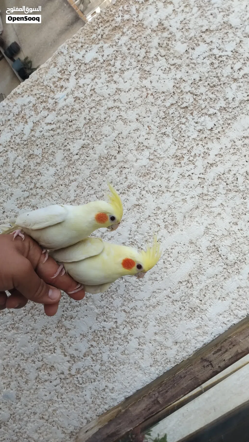 كوبية كوكتيل نص ترويط