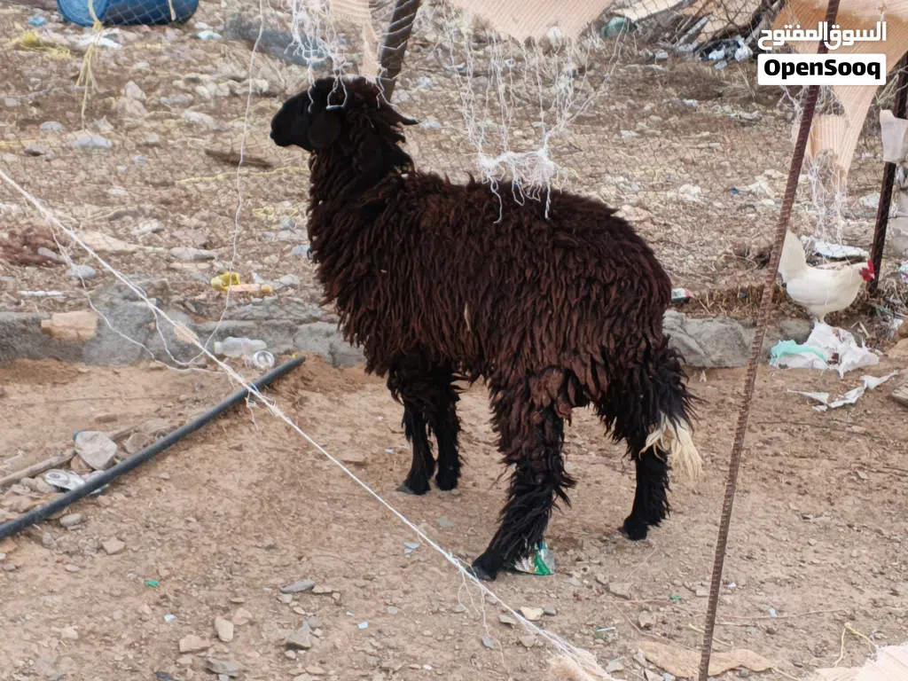 جعده ما شاء الله