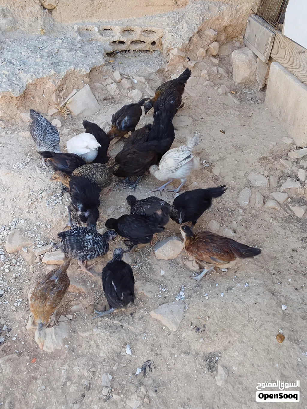 صيصان بلدي