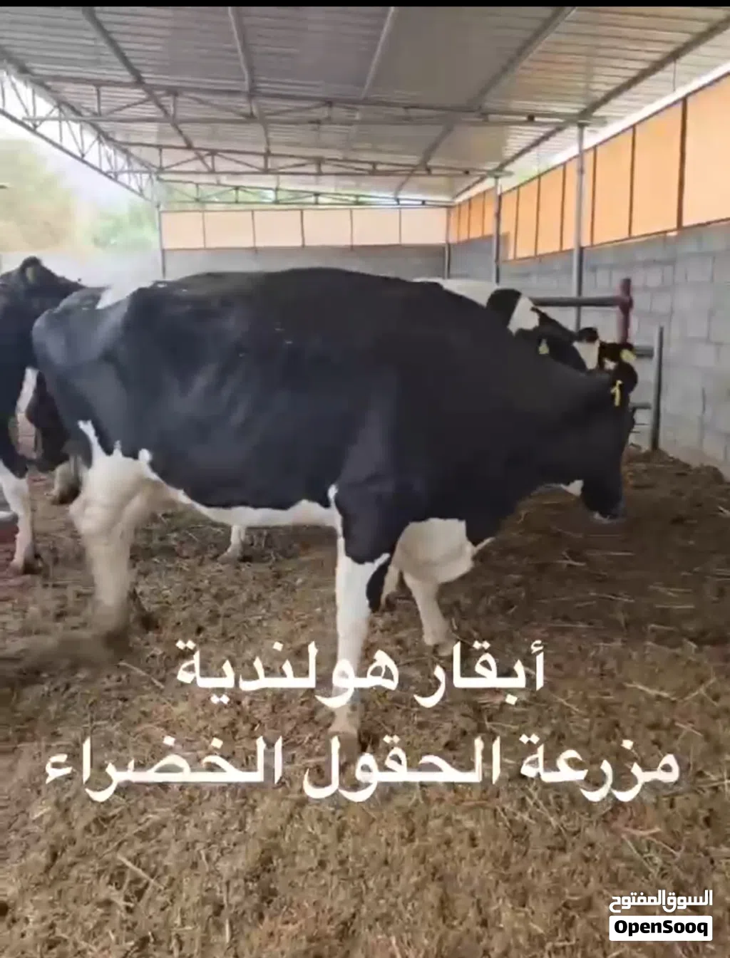 عجال ظفاريات وصوماليات وابقار هولاندية