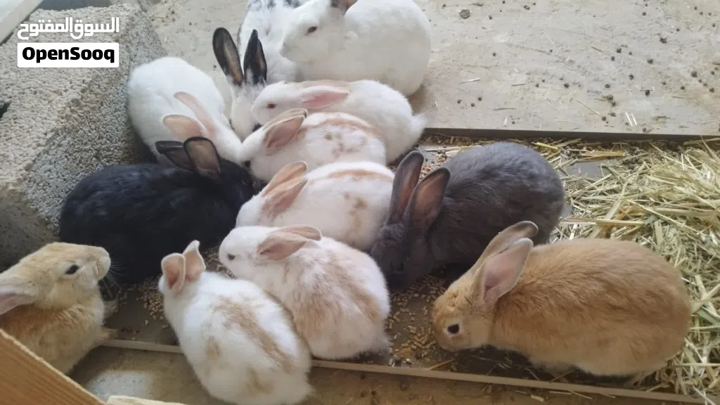 ارانب للبيع