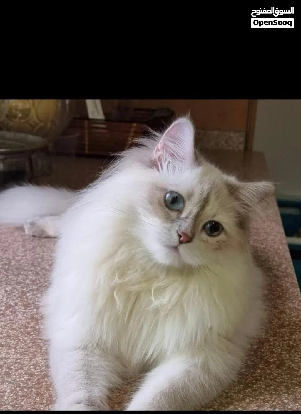 Mia Himalayan breed for adoption