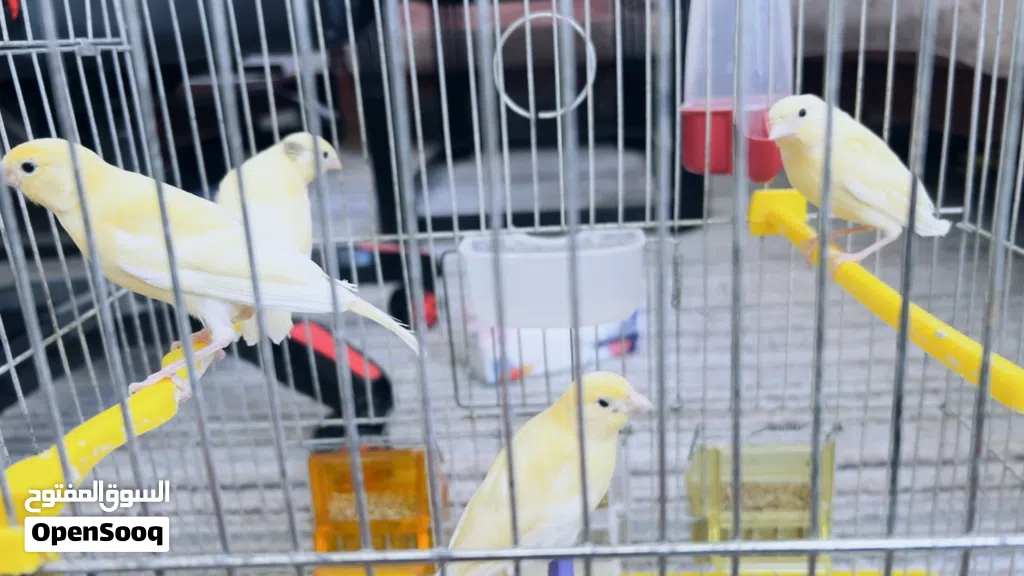 للبيع انثى كنار و 4 مخاليف