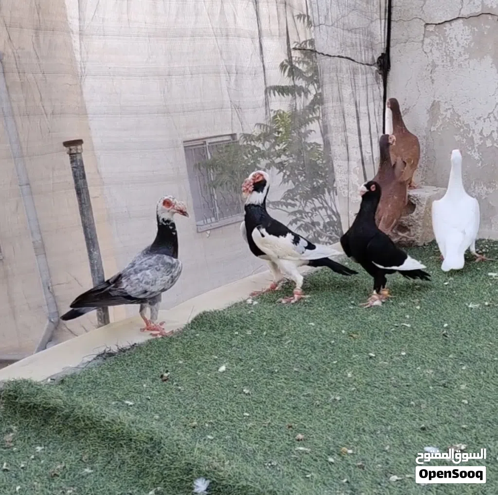 حمام خشنه للبيع