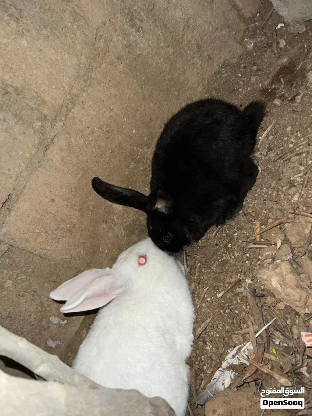6ارانب للبيع